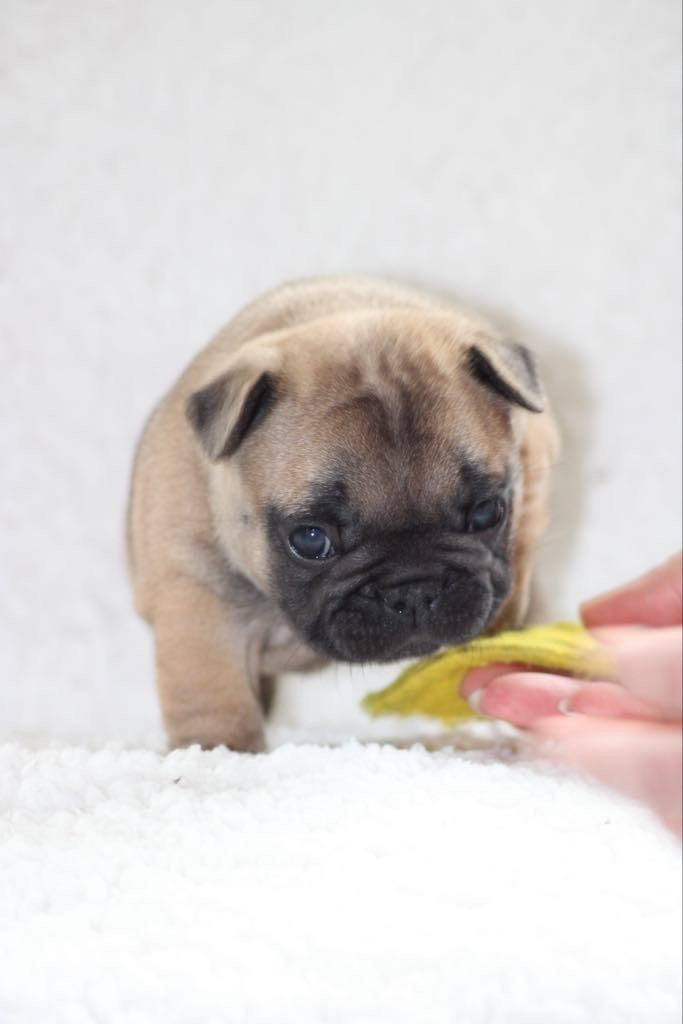 De L'Eternel De Mesz'amours - Chiot disponible  - Bouledogue français