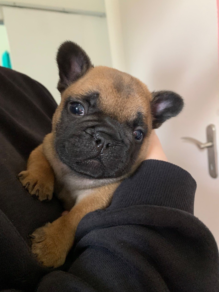 De L'Eternel De Mesz'amours - Chiot disponible  - Bouledogue français