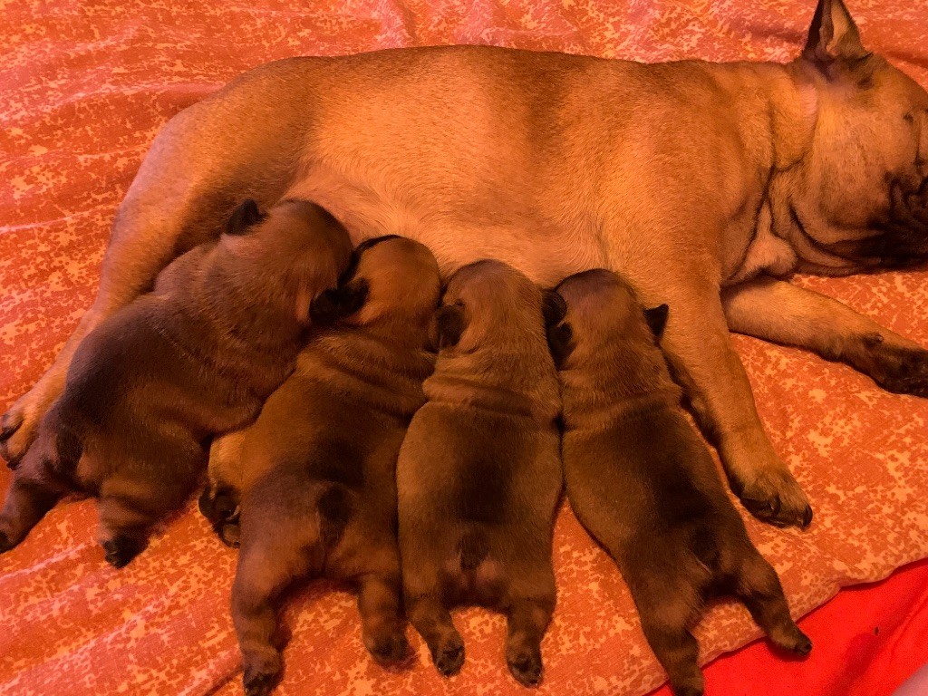 chiot Bouledogue français De L'Eternel De Mesz'amours