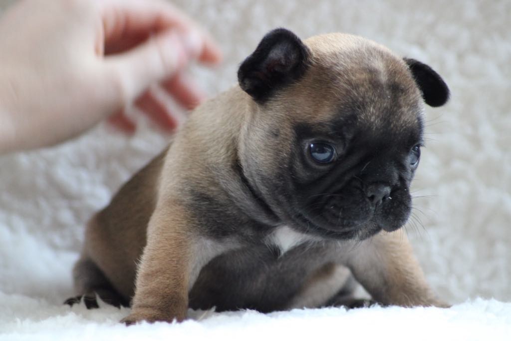 De L'Eternel De Mesz'amours - Chiot disponible  - Bouledogue français