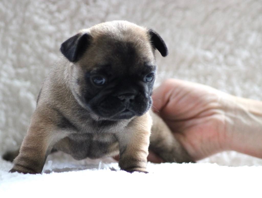 De L'Eternel De Mesz'amours - Chiot disponible  - Bouledogue français